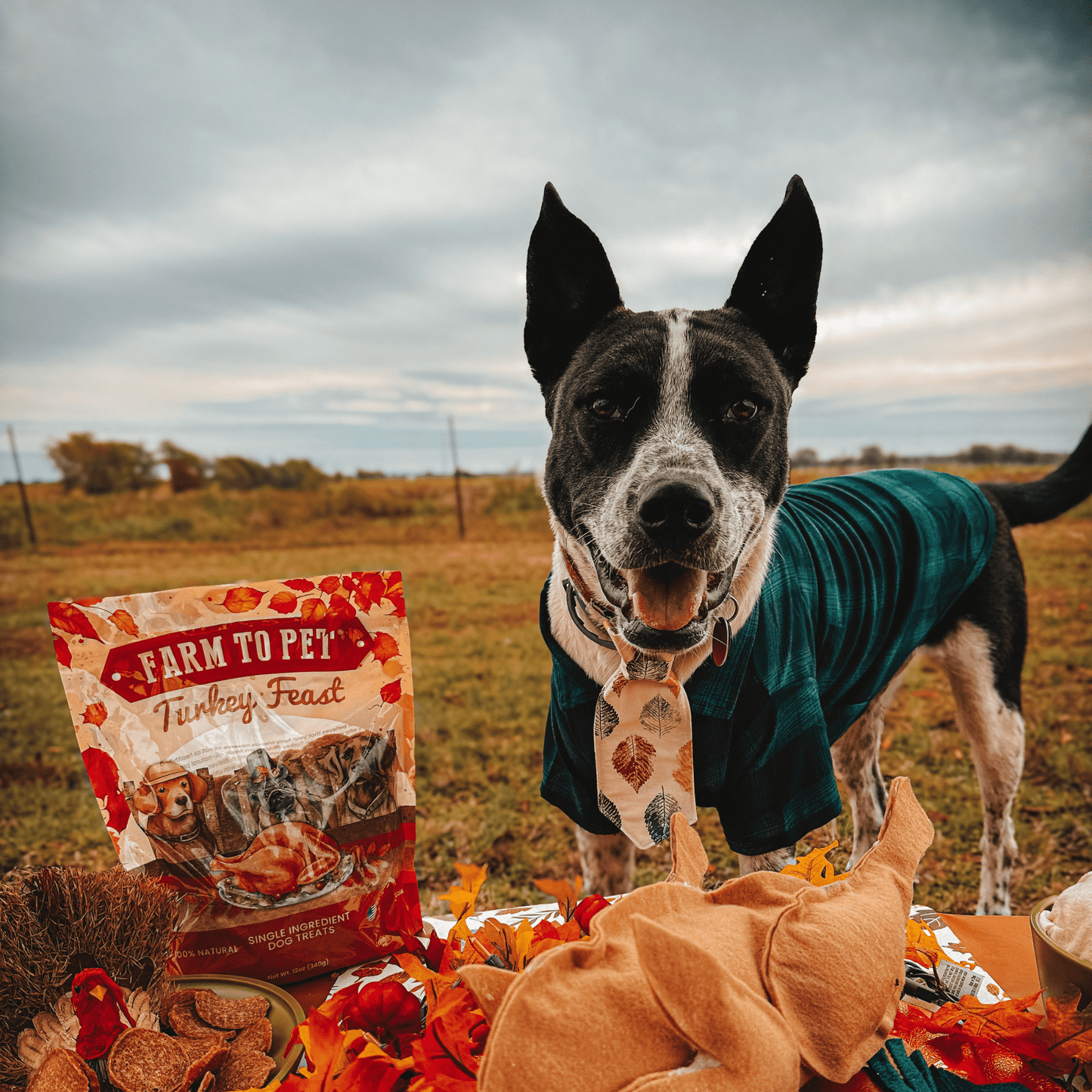 Chipmas Cheer Holiday Dog Treat Box