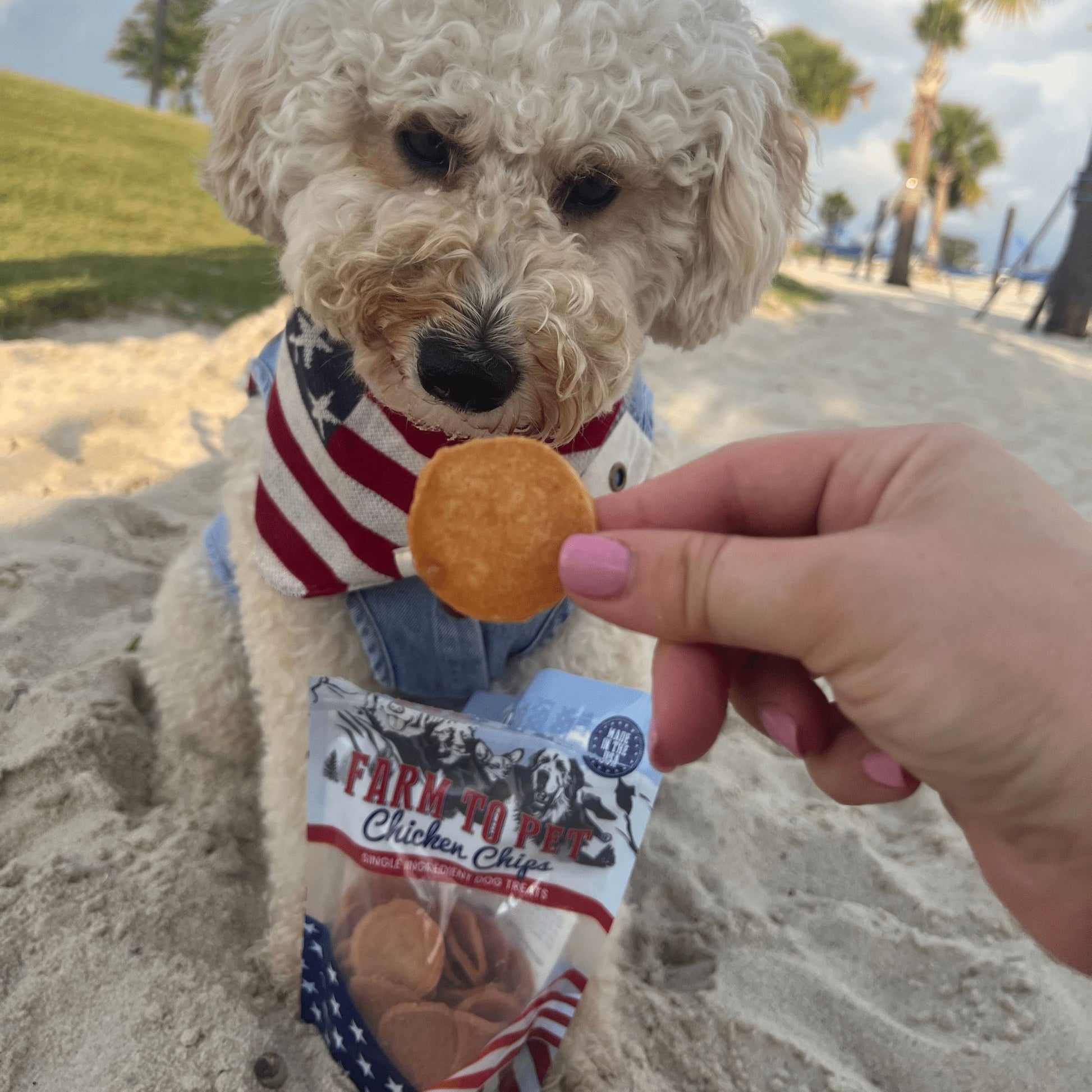 Americana Chicken Chips for Dogs Chips Farm To Pet 