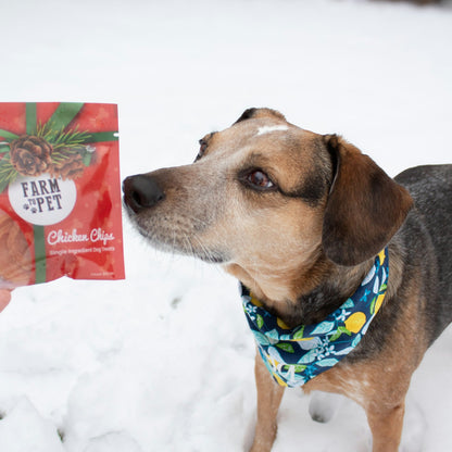 Holiday Snack Packs for Dogs