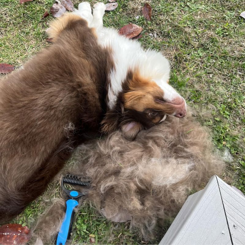 The Original FureverBrush® - Pro Grooming Tool Dog Supplies NuewayPets 