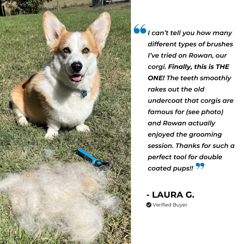 What To Know About Corgi Shedding And Corgi Grooming Tools